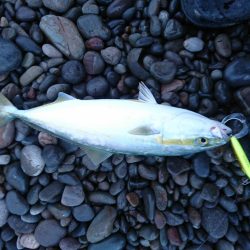 トップでハマチ