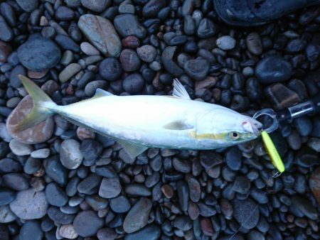 トップでハマチ