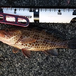 イカ不発も根魚祭り