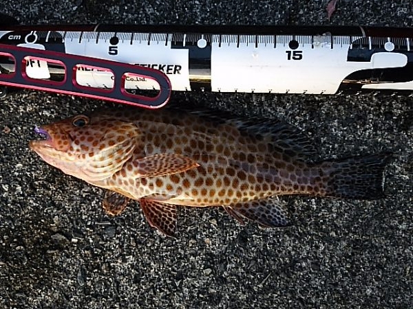 イカ不発も根魚祭り