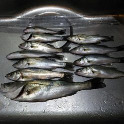 チーバス大漁！