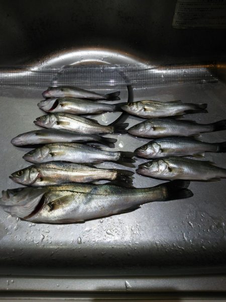 チーバス大漁！