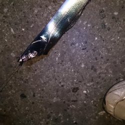 夕マズメ タチウオ