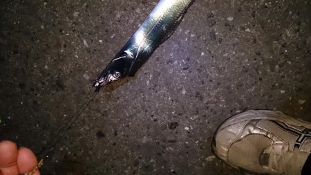 夕マズメ タチウオ