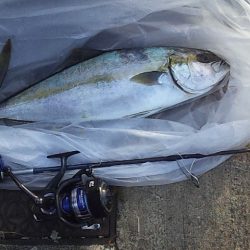 ヒラマサ　ゲット