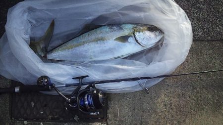 ヒラマサ　ゲット