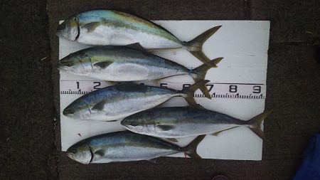 サイズアップヒラマサ