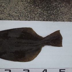 何とかヒラマサゲット