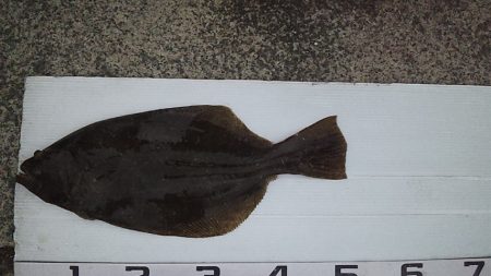 何とかヒラマサゲット