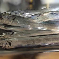 スローピッチアクションがどハマり‼︎‼︎