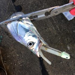 本日もフラップ縛り!!