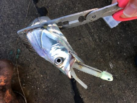 本日もフラップ縛り!!