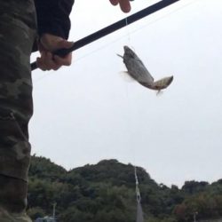 爆釣！投げカワハギ釣り