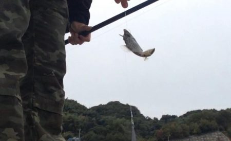 爆釣！投げカワハギ釣り