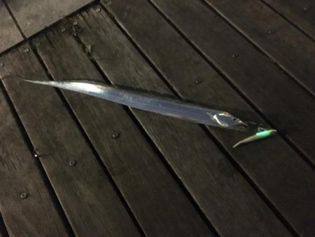 南港でタチウオ