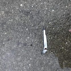 ショートバイトの中なんか