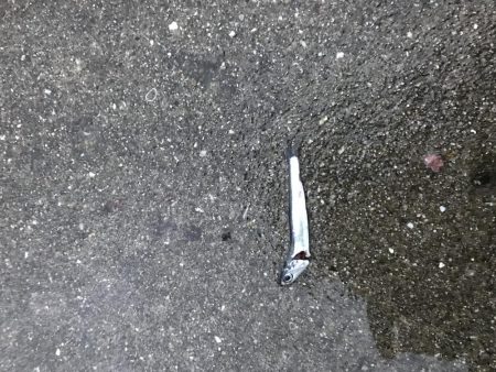 ショートバイトの中なんか