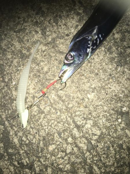 今日も太刀魚狩り