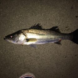 シーバスボイル