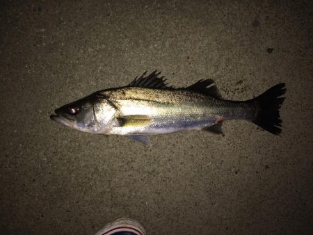 シーバスボイル