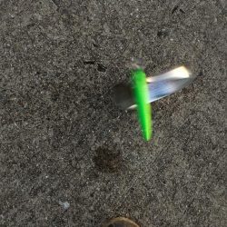 表層のみの釣果