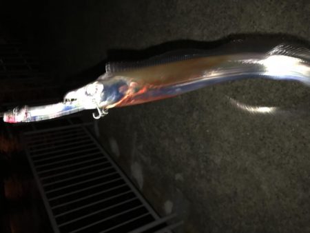 太刀魚2本で撤退