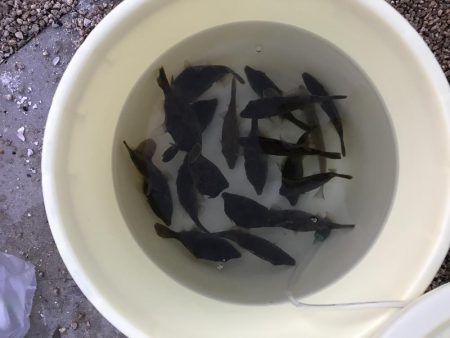 爆釣カワハギ！