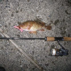 オオモンハタ遠征