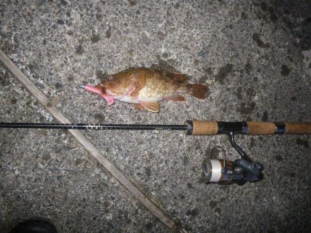 オオモンハタ遠征