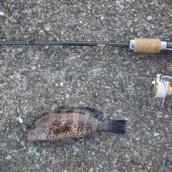 オオモンハタ遠征