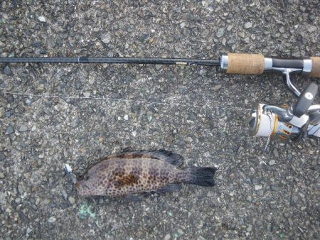 オオモンハタ遠征