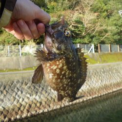 オオモンハタ遠征2