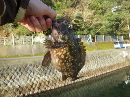 オオモンハタ遠征2