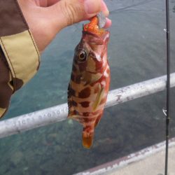 オオモンハタ遠征3