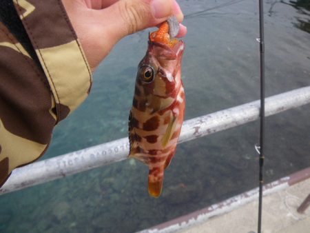 オオモンハタ遠征3