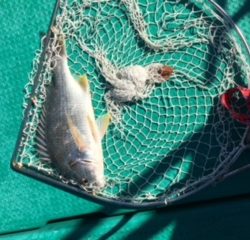 秋のテンヤゲーム