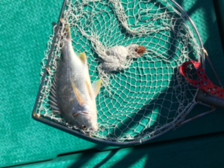 秋のテンヤゲーム