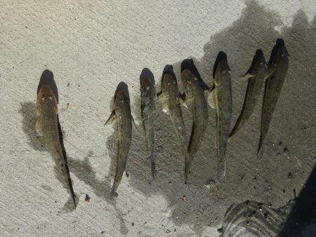 ハゼ釣り　淀川