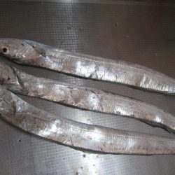 指4本　サイズ上がらず・・・