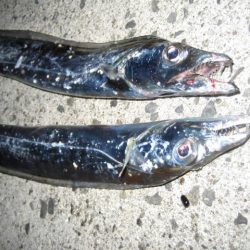 今年は当たり年！？