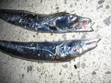 今年は当たり年！？