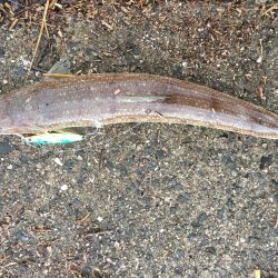 ダイソージグ使ってみた。