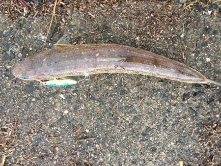 ダイソージグ使ってみた。