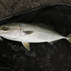 よっしゃー！ハマチGET！！