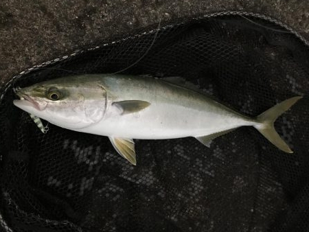 よっしゃー！ハマチGET！！