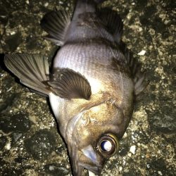 タモ入れ失敗。