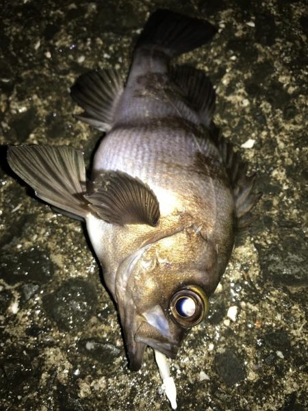 タモ入れ失敗。