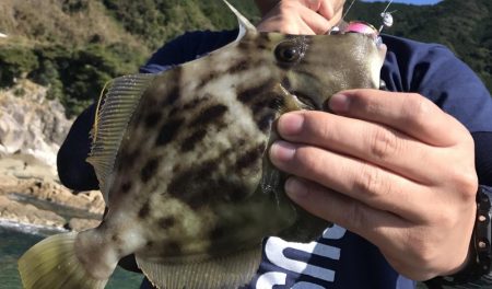 ライトゲーム好調