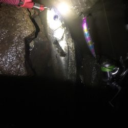 今年初タケノコメバル