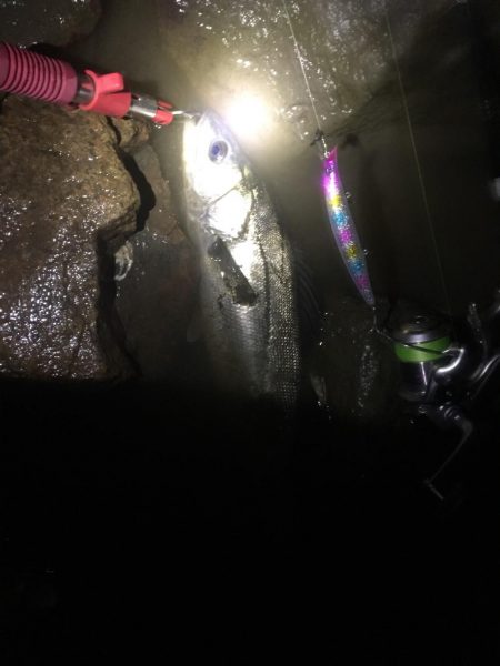 今年初タケノコメバル